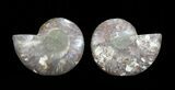 Cut & Polished Ammonite Fossil - Agatized #64975-1